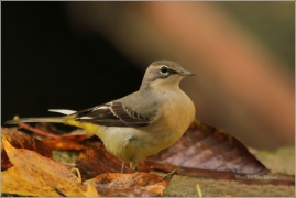 <p>KONIPAS HORSKÝ (Motacilla cinerea) /Grey wagtail - Gebürgsstelze/</p>